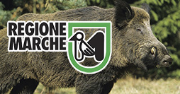 Marche Cinghiale caccia