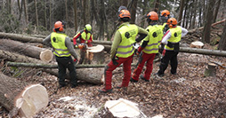 Istruttore_forestale