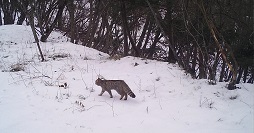 Gatto selvatico Monte Bondone