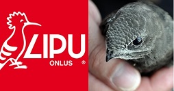 Uccelli Lipu