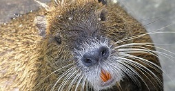 Nutria