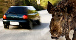 Incidenti stradali cinghiale