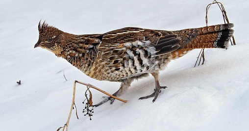 grouse