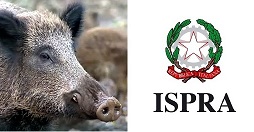 cinghiale Ispra