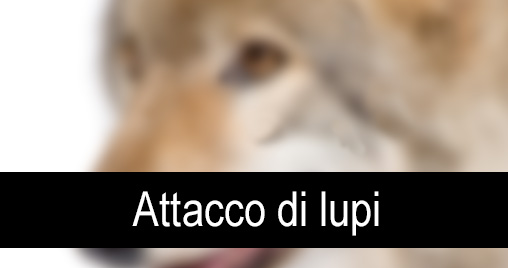 Attacco lupo