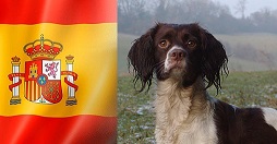 Spagna cani da caccia