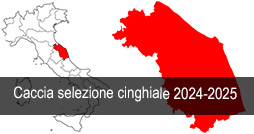 Marche caccia selezione cinghiale 2024 2025