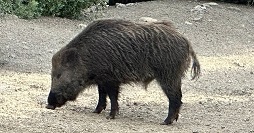 Cinghiale Benecchi