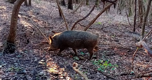 bioregolatori cinghiale