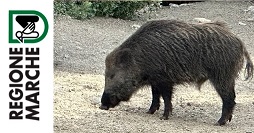 Cinghiale Marche
