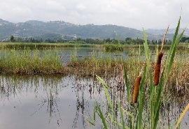 Massaciuccoli