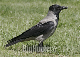 Corvidi