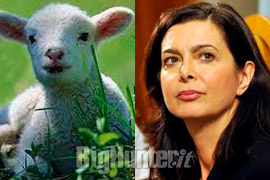 Boldrini agnello