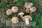 Calocybe gambosa