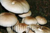 Agrpcybe aegerita