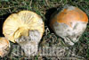 amanita cesarea