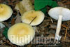 Amanita gemmata