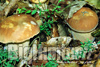 Boletus aestivalis