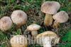 Calocybe gambosa