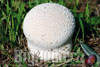 Calvatia utriformis