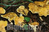 Cantharellus cibarius