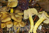 cantharellus tubaeformis