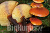 Flammulina velutipes