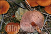 Laccaria laccata