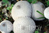 Lycoperdon perlatum