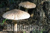 Macrolepiota procera