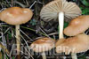 Marasmius oreades