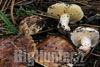 Suillus bellinii