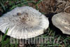 Agaricus campestris