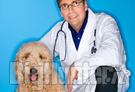 Allarme rabbia: vaccinazione obbligatoria per i cani nell'area del contagio