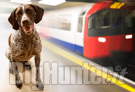 Nuovo accordo per i cani in treno