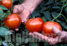Pomodori anticancro