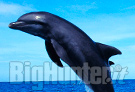 Natura: Allarme delfini