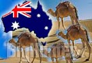 Troppi cammelli in Australia