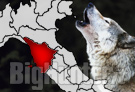 Lupi attaccano greggi in Toscana