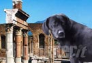Randagi a Pompei