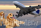 Nata la prima compagnia aerea per animali