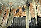 Pipistrelli Piemonte