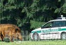 Torino aumentano gli incidenti con la fauna selvatica