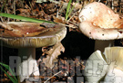 I funghi difendono la salute