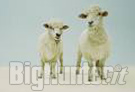 Pecore più piccole