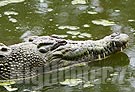 Un coccodrillo nel lago di Falciano