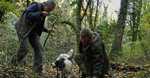 Brevettato nuovo metodo per addestrare cani da tartufo - BigHunter