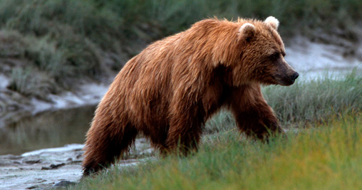 Spray anti-orso, le regole per il Corpo forestale trentino - Notizie 