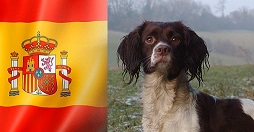 Spagna cani da caccia
