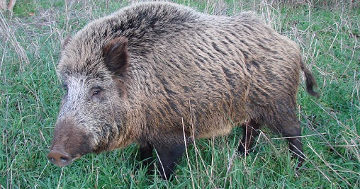 depopolamento cinghiale PSA